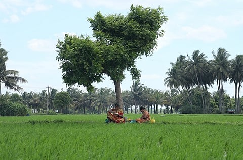 After Finishing their work women workers had a lunch under a tree to find shade in the hot sunny day.