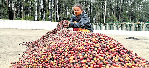 A tribal farmer dries coffee cherries at a pulping unit in Chintapalle in Alluri Sitarama Raju district.