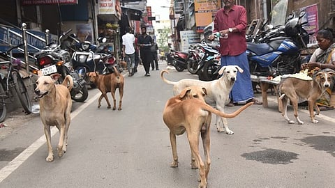 Stray dogs.