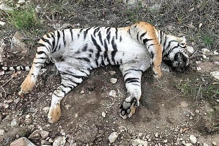 Carcass of one tiger and four tiger cubs found dead in a suspected manner at MM hills wildlife division on Thursday.