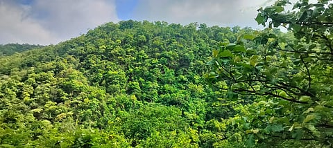 Nallamala forest region