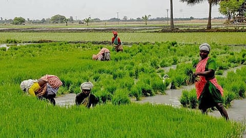 Many have also alleged that only those farmers who availed a loan last year are being given loans again this year.