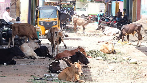 As a long-term solution to the issue, the GCC has begun to construct 17 modern cattle sheds across 15 zones in the city.