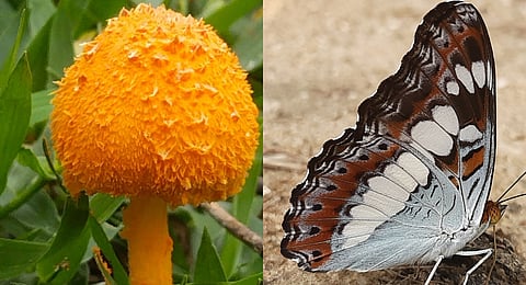 Among the butterflies, the Monkey Puzzle ‘Rathinda’ was captured on camera—believed to be the first time it has been spotted in the forests of Central India.