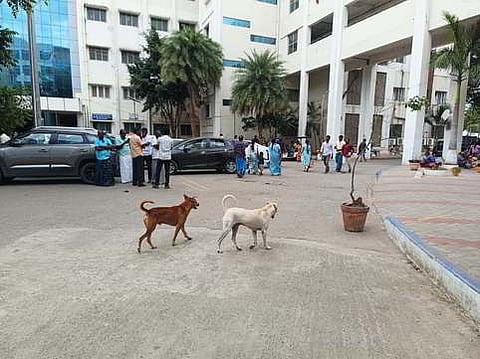Stray dogs are seen roaming inside the Coimbatore Medical College Hospital campus.
