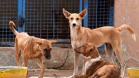 The government will invoke the euthanasia provision under the Prevention of Cruelty to Animals (Animal Husbandry Practices and Procedures) Rules, 2023.
