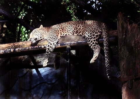 Locals suspect the animal was killed by a leopard, which they say has been roaming the area for several days.