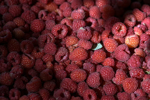Serbia's "red gold" is one of the country's most important export products and is among the many crops stricken by the drier, hotter climate.