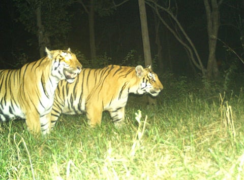 Amrabad Tiger Reserve.