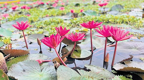 The seasonal blooming of water lilies across nearly 3,000 acres of paddy fields has completely transformed the lives of residents