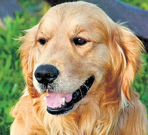 Residence certificate for ‘Dog Babu’ in Bihar raises eyebrows amid SIR row
