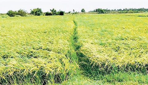 The move will leverage technology, including satellite imagery, to ensure that genuine cases are approved while preventing illegal conversion of wetlands and paddy lands.