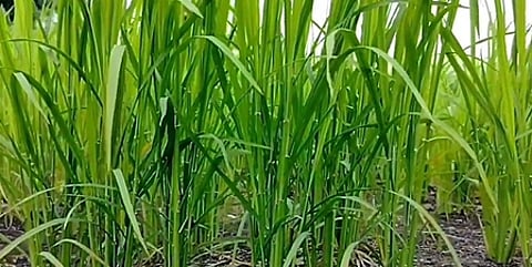 Image of maize used for representative purpose.
