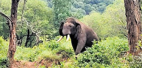 The wild elephant named ‘Rolex’ by locals is at present in the forest