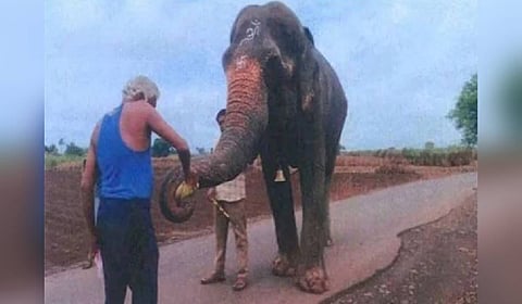 Elephant Madhuri
