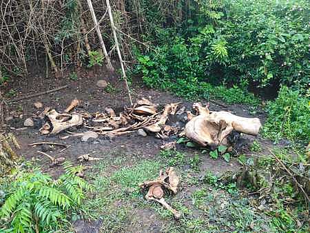 The skeletal remains of the elephant calf lying near Gayaganda under Tarasingh range of Ganjam’s North Ghumusur division