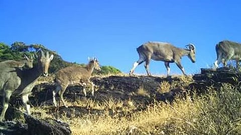 The metapopulation in Mukurthi National Park, Nilgiris, was estimated at 282 individuals with a density of 4 per sq km, while Grass Hills in Anamalai Tiger Reserve recorded 334 individuals with a high density of 10 per sq km.