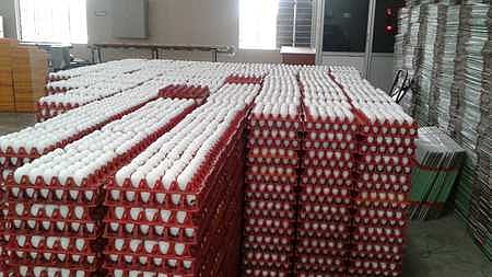 Egg racks in a poultry farm used for representational purposes only.