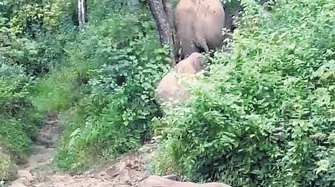 Officials confirmed that a couple of herds did not budge from the estates as these herds had calves.
