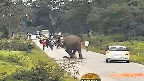 A videograb of the elephant attacking the man in Bandipur Tiger reserve