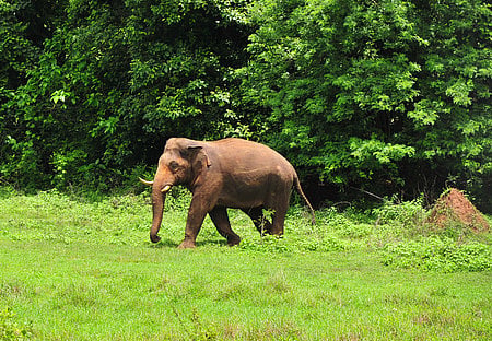 Human lives lost to conflicts with elephants dipped from 23 in 2016-17 to 18 in 2025-26.