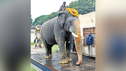 Howdah elephant Abhimanyu weighed 5,360 kg on Monday