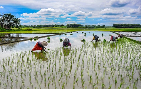 The notified crops under PMFBY for kharif-2026 include paddy, maize, groundnut, ragi, cotton, red gram, ginger and turmeric in the designated areas.