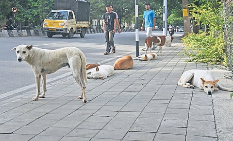 Stray dogs on the footpath along Kamaraj Road on Tuesday.