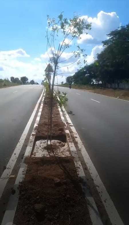 A picture of tree saplings planted in the Centre median of the Dharmapuri - Harur road.