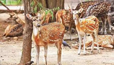 Image of 'Spotted deer' used for representational purposes only.