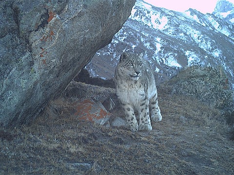 Snow Leopard
