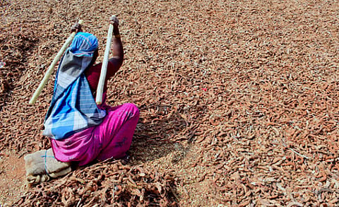 A woman labourer dries Tamarind in sunlight to sell it in market.