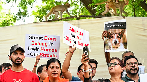 Animal lovers and rights activists take part in a protest against the Supreme Court's verdict directing all stray dogs in Delhi-NCR to be moved to shelters at Jantar Mantar, in New Delhi.