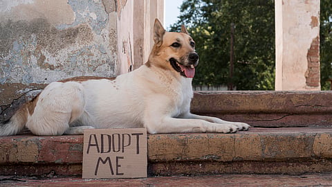 International Dog Day: Is it time to go vocal for local?