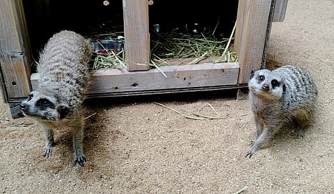 The pair of Meerkats which arrived at the Sri Venkateswara Zoological Park (SVZP).