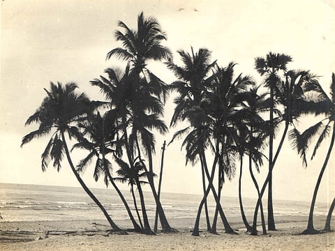 Going coco for coconuts