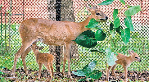 New baby species at Indira Gandhi Zoological Park in Vizag.