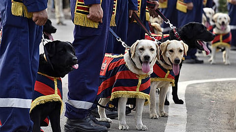 Police dogs.