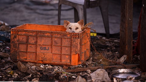 A stray dog peeks out from a fish box abandoned on a pile of garbage under the Goshree bridge in Kochi