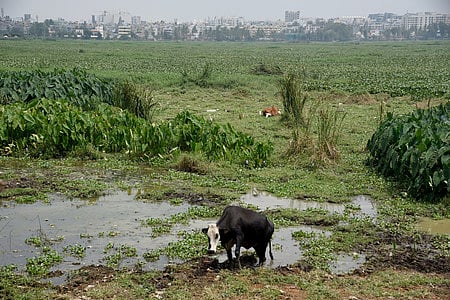 Bellandur Lake image used for representative purpose.