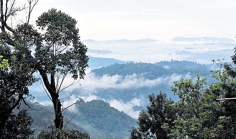 A photograph of Munnar submitted by a candidate for the photography contest