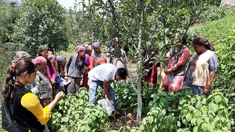 Over 1,000 hectares of land will be covered under orchard rejuvenation and high-density plantation.