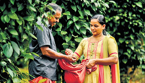Baiju and his wife Jisha harvesting pepper at his plantation in Malayinchi, Idukki.