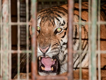 The BTR, located in the Umaria and Katni districts, reportedly has the highest tiger density in the central Indian state.