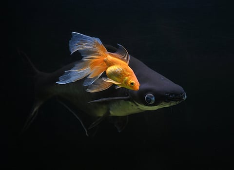 A graceful goldfish and a fresh water shark glide together inside an aquarium at a fish store in Hyderabad