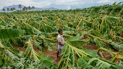 A press note from the collectorate the following day corroborated the damage to the banana plantations in the taluk.