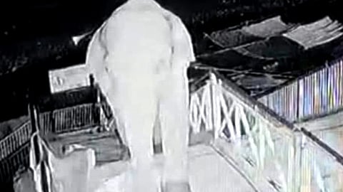 The elephant reportedly climbed approximately 40 to 50 steps to reach the bridge structure.