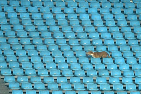 MCD workers trying to catch dogs in JLN Stadium on Saturday.