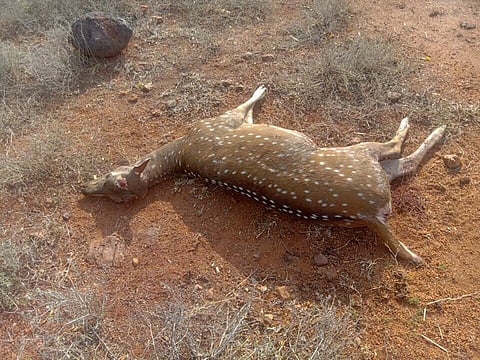 Kallathikulam residents say the felling of trees to set up the plant forced the deer to stray into the village.