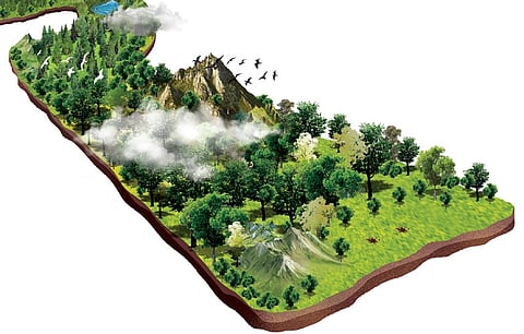 Experts say this paradox -- more forest area but less carbon stock -- points to deeper ecological problems.